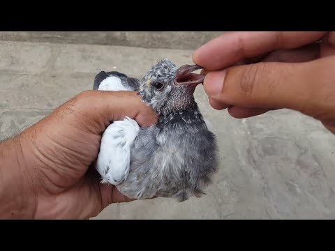 Galy K Zaher Baad Ka Ilaj | Canker Treatment  || Hashim Mahmood Pigeons