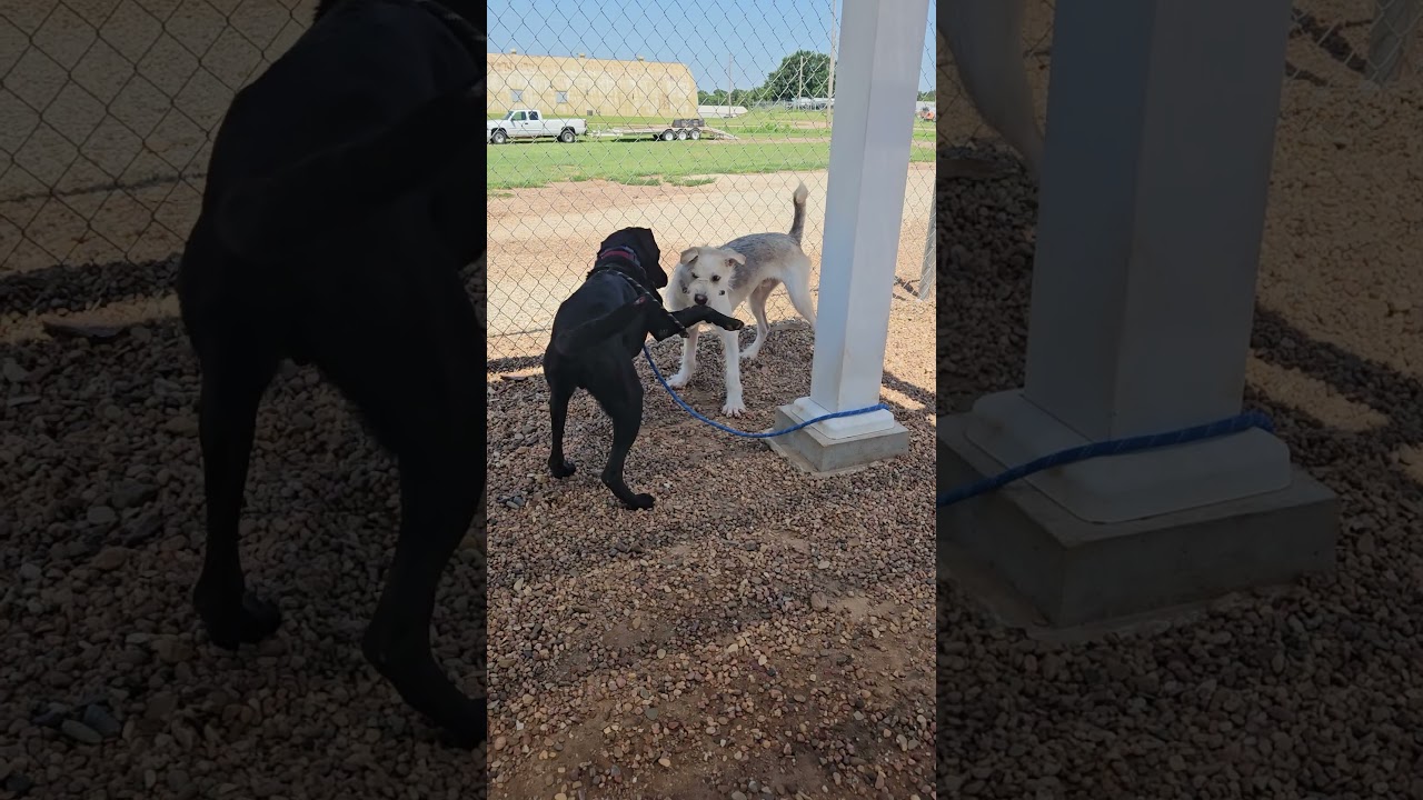 Drover, a Adoptable mixed breed in Kingman, KS video 6/6