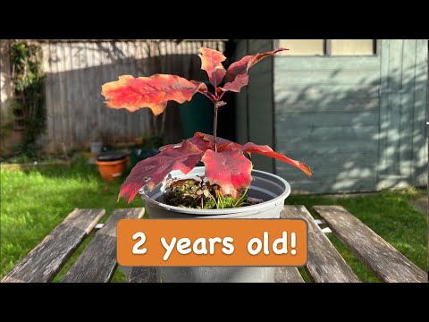 Two Years Old Red Oak tree grown from acorn [2 years timelapse]