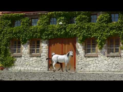 PIEKNA PANI PRIDE OF POLAND 2014 Michałów Stud