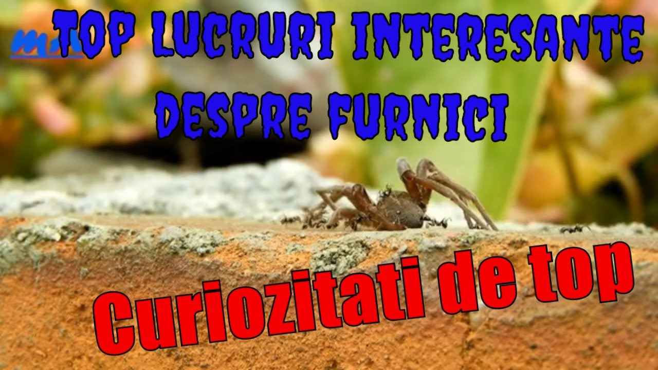 Watch Informatii Despre Furnica Pentru Copii Now Top curiozitati despre furnici