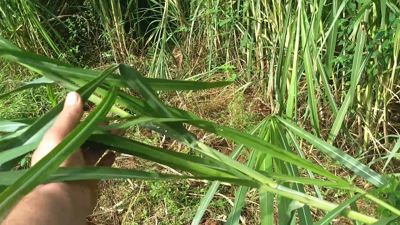 Capiaçu 60 dias depois de cortado e 60 dias após o plantio