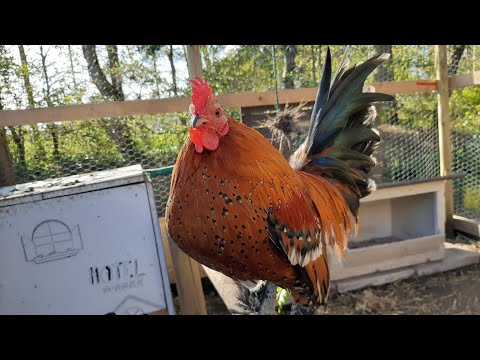 Rooster crowing compilation 2020 / 100 roosters crowing