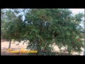 ISRAEL (kan noladeti) 