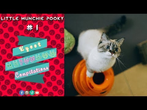 Little munchie pooky Part 1 - Kyoot Compilations