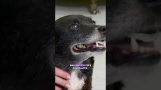 #PetStory: Povestea lui Siri, cățelușa mamă abandonată #digi24