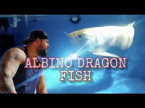 NEW SHIPMENT *UNBOXING* ALBINOS & EXOTIC FISH FROM ASIA