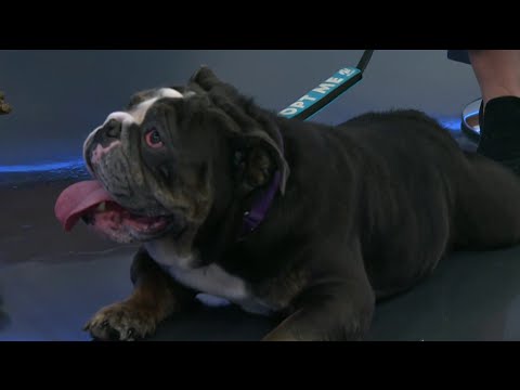 Meet the pet of the week: Bruno, a cuddly English bulldog | NBC 7 San Diego - YouTube