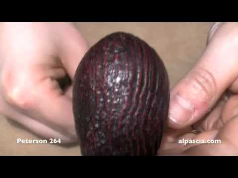 pipa Peterson 264 - smoking pipes