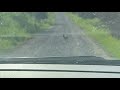 Hare running full speed in Sweden/ scared hare