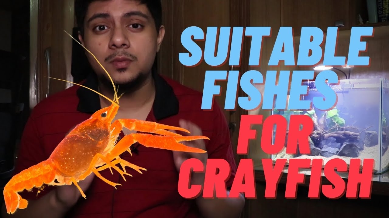 What Are The Suitable Tank Mates For Crayfish?