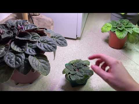 How I rescue an overwatered African Violet.