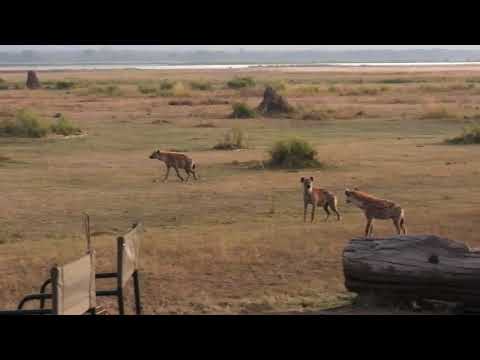 Breakfast Interrupted... by Hyenas! | John’s Camp, Mana Pools