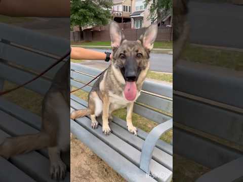 Lily’s (GSD)favorite spot after walking 🦮