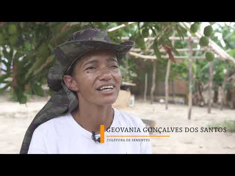 Semeando o Cerrado – biodiversidade e renda através da semeadura direta