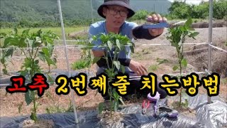 고추농사 고추2번째줄치기 고추줄 고정하는 방법