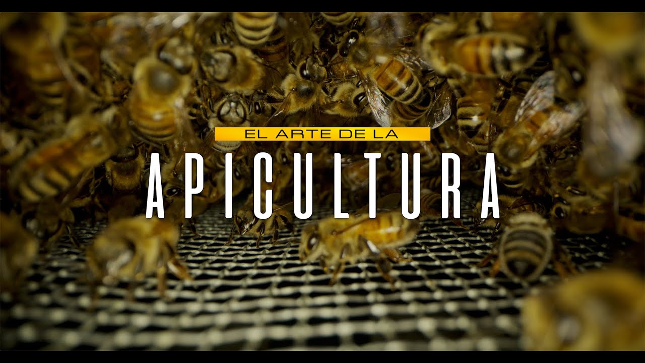 Beekeeping and Ecology: How Bees Sustain Our World | Interview with Beekeeper Andrés