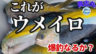 【船釣り】高級魚ウメイロ釣り(貴志丸)