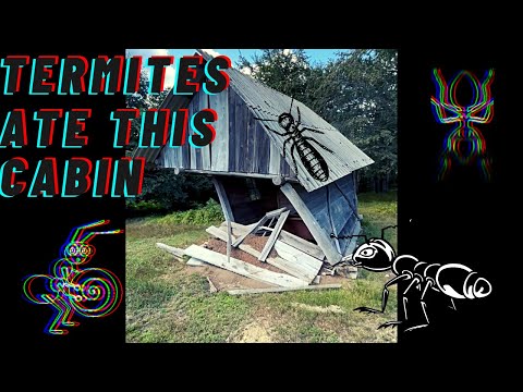 Termites colony made this cabin their home - Carpathian Mountains - Romania