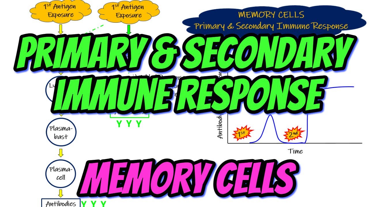 Primary & Secondary Immune Response - Memory Cells. Chapter 35 part 4. Guyton and Hall Physiology.