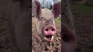 Download lagu Suara Babi Lucu Bikin Ketawa 😂🐷#suababibikinngakak #suarababi #funnyanimal #hewanlucu #shorts mp3