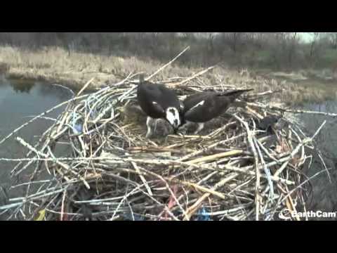 Video2013-05-06_155117 ~ MALE OSPREY SEES EGG FOR FIRST TIME