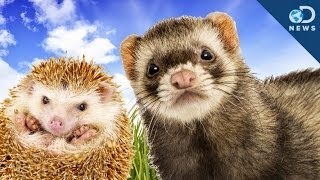 Why These Cute Animals Are Illegal To Own