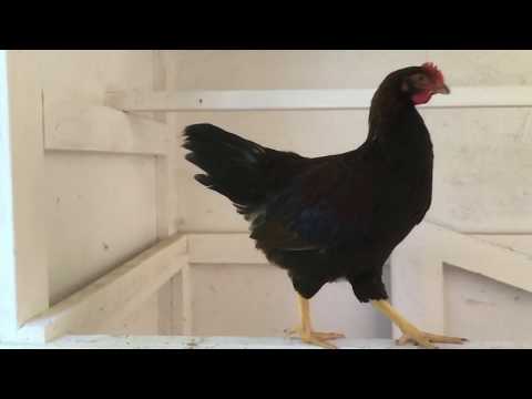 Slo-mo rooster strut