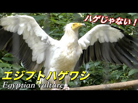 ジプス・ベンガレンシス