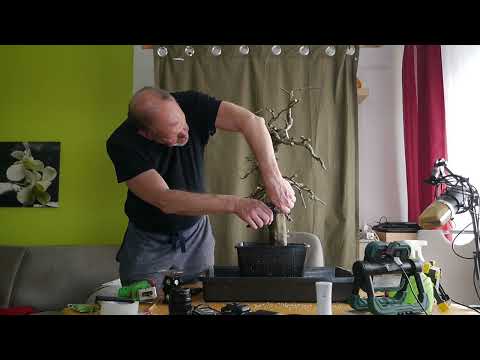 Mein Sorgenkind-Die Hecken-Hainbuche