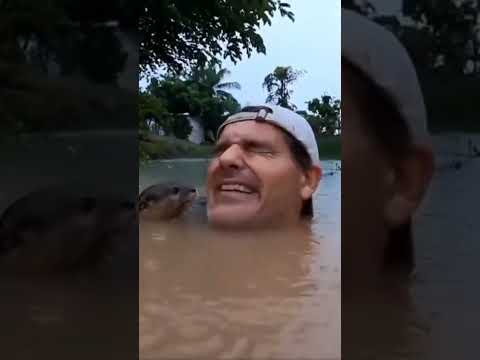 A adorable otter comes to say hi to a man in a river 😍
