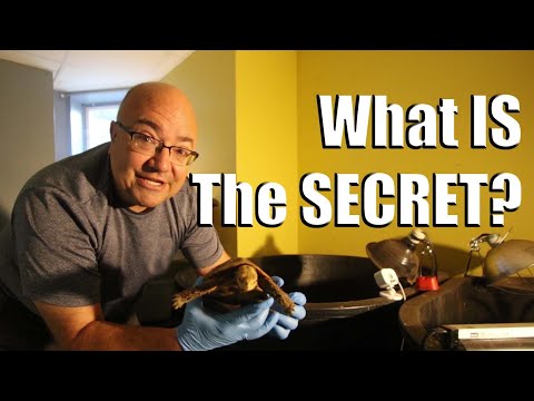 How to Breed Turtles and Tortoises!