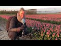 Tips voor een mooie foto van de tulpenvelden op Goeree-Overflakkee