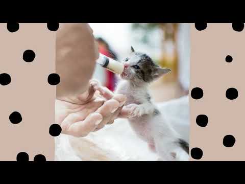 Uzdrav zvířátko - Pomůžete nám spustit mobilní aplikaci?