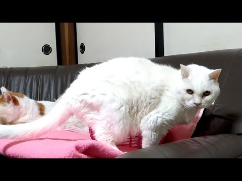 download lagu mp3 mp4 かご 猫, download lagu かご 猫 gratis, unduh video klip かご 猫