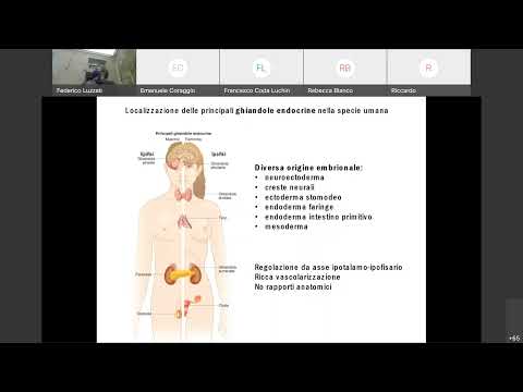 06 Istologia: Ghiandole Endocrine, Ipofisi e Surrene