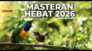 Download lagu 🔴 Live Tembakan Ajaib Cucak Cungkok Super Gacor Mewah vs Tepus Kepala Abu Abu Gacor Kasar mp3