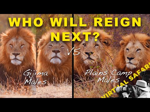 Biggest Lions Go Head to Head- Who will Win? Virtual Safari #283
