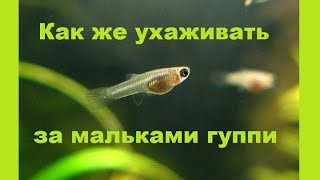 Как сделать приманку для мальков гуппи