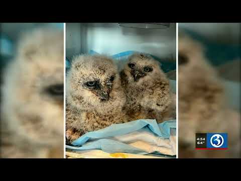 BRIGHT SPOT: Orphaned owls recovering after being rescued