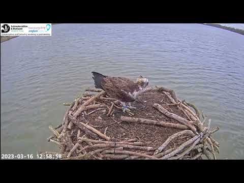 Welcome home Blue 33! Resident male returns to Rutland Osprey nest 16 Mar 2023
