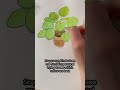 Learning How To Draw As An Adult Day 66 Chinese Money Plant Art Watercolor Hobby