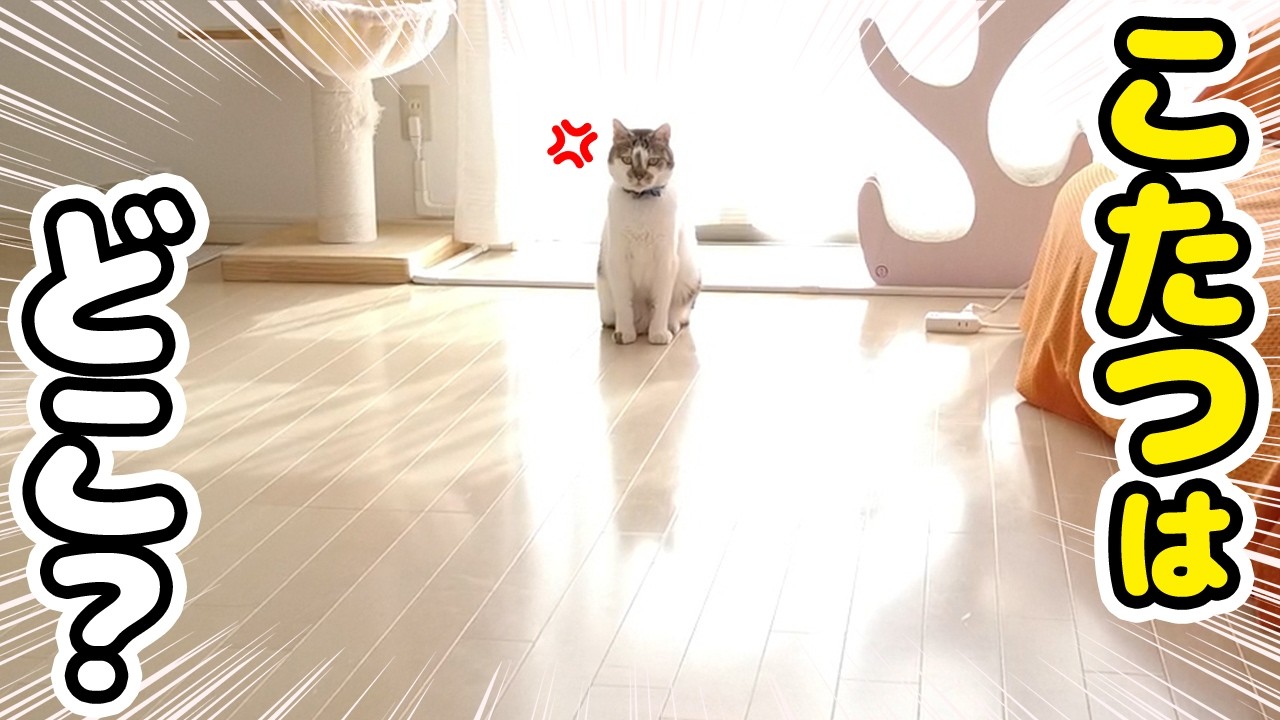 コタツを片付けた日、愛猫たちの反応が可愛すぎたｗ