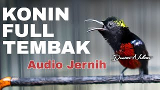 Download lagu MASTERAN KONIN GACOR FULL ISIAN TEMBAK GEJRET KASAR AUDIO JERNIH COCOK BUAT KOLIBRI NINJA TROTOLAN mp3 Download lagu MASTERAN KONIN GACOR FULL ISIAN TEMBAK GEJRET KASAR AUDIO JERNIH COCOK BUAT KOLIBRI NINJA TROTOLAN mp3