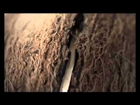 Реклама Баунти "Райское Наслаждение" Bounty Commercial 2011