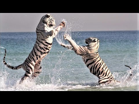 Dubai Exotic pets including White tigers and Bengal tigers play on beach Video by Latifa al Maktoum