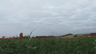 19092016 SORT MORGENSOL I KOLIND ENGSØ