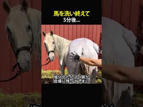 馬を洗い終えて5分後…