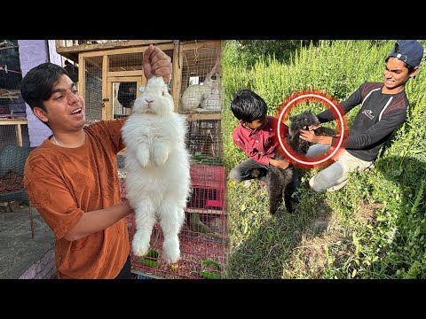 Subhan Ny Billa Pakra 🥳 Biggest Rabbit 🐇