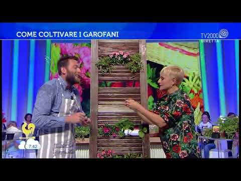 , title : 'Il garofano: varietà e cure'
